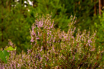 Pink flowers on the background of green trees in the forest