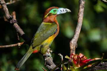 Spot-billed Toucanet (Selenidera maculirostris)