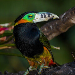 Spot-billed Toucanet (Selenidera maculirostris)