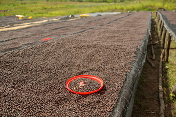 Natural process of drying coffee beans outdoors in African farm