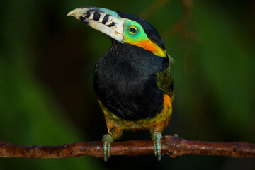 Spot-billed Toucanet (Selenidera maculirostris)