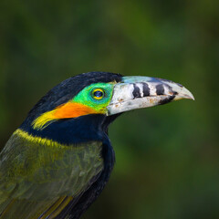 Spot-billed Toucanet (Selenidera maculirostris)
