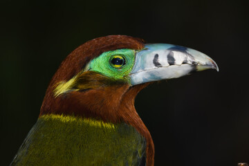 Spot-billed Toucanet (Selenidera maculirostris)