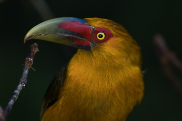 Saffron Toucanet (Pteroglossus bailloni)
