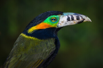 Obraz premium Spot-billed Toucanet (Selenidera maculirostris)