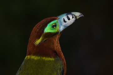 Spot-billed Toucanet (Selenidera maculirostris)