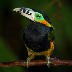 Spot-billed Toucanet (Selenidera maculirostris)