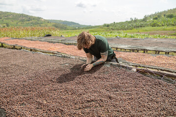 Young man picking up dried coffee beans in the palm of his hand at farm in Africa region