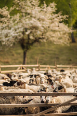 Sheep before milking in the barn under the blossom.