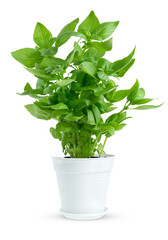 Potted fresh green basil isolated on white background with clipping path.