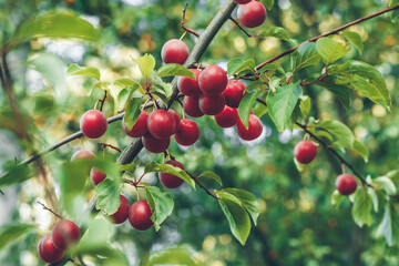 Red cherry plum on a branch in garden. Ripe fruits on tree in summer. Selective focus. Beautiful bokeh. Myrobalan plum berries and green leaves. Growing cherry-plums.