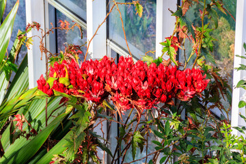 Beautiful blooming giant spear lily (Doryanthes palmeri) in greenhouse