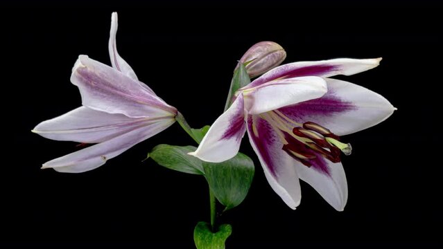 Beautiful pink white Lily flower blooming close up. Time lapse of fresh Lilly opening, isolated on black background.