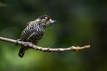White-barred Piculet (Picumnus cirratus)