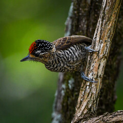 White-barred Piculet (Picumnus cirratus)