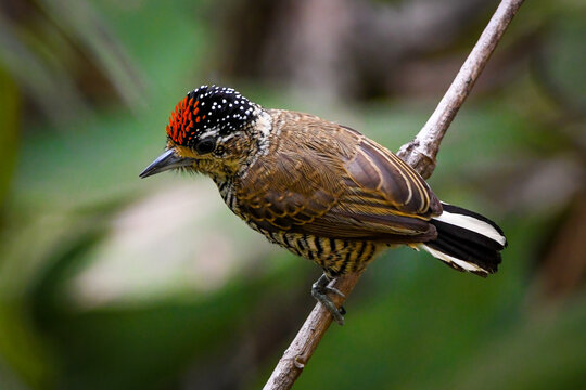 White-barred Piculet (Picumnus cirratus)