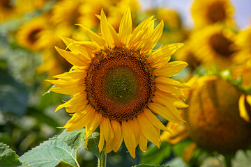 close-up of a yellow sunflower flower in a field with sunflowers illuminated by the sun during the day