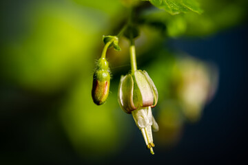 Buds of gooseberry flowers