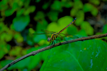 a green dragonfly relaxing