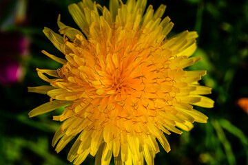 Obraz premium Macro photography - close-up dandelion flower 