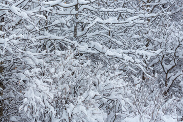 Winter background. Snow-covered bushes and trees in the park. Fresh clean white snow on the branches after a snowfall. Cold snowy weather. Close-up.