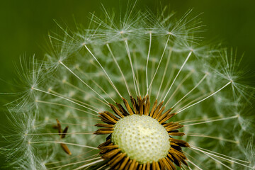 Macro photography - close-up dandelion flower 