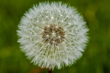 Macro photography - close-up dandelion flower 