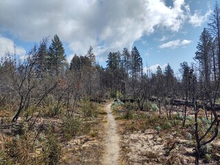 forest in the mountains