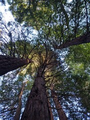 Fototapeta premium trees in the forest