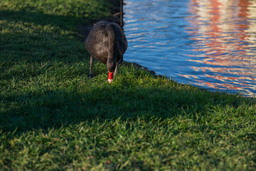 A black swan (Latin Cygnus Atratus), arching its neck, grazes the grass on the shore of a pond in a city park. Spring time, sunset