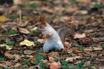 funny fluffy squirrel (latin Sciurus Vulgaris) in the autumn park. the squirrel stood on its hind legs to get a better look at the treat
