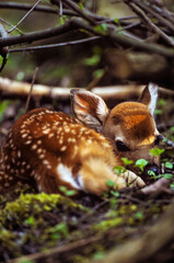 whitetail fawn hiding in underbrush, spring, Wisconsin