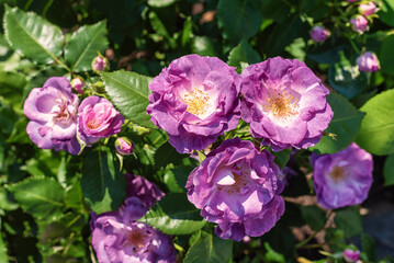 Naklejka premium Beautiful purple floribunda rose flower in the garden.