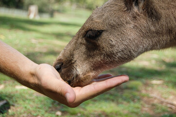 Fototapeta premium A visitor feeds one of the kangaroos that roam free in a park in Sydney, Australia