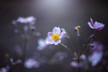 Piękny kwiat zawilec japoński. Kolorowe kwiaty anemonów kwitnących latem w ogrodzie. Rośliny ozdobne. Delikatne płatki zawilca. Rozmyte pastelowe tło.  - obrazy, fototapety, plakaty