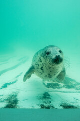 October 2017, a playful grey seal swimming at the convalescence pool at a seal sanctuary in Gweek, Cornwall, UK
