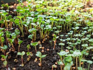 Close up photo of micro greens. Growing micro plants at home for health or vegan nutrition. Seed germination at home. Green sprouts on ground.