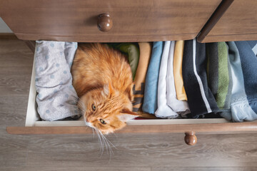Top view on ginger cat sleeping in chest of drawers. Fluffy pet has a rest among folded clothes. Domestic animal in bedroom.