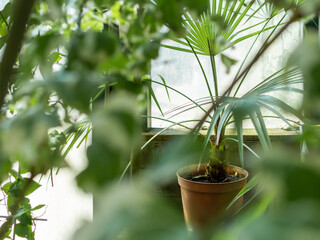 Flower pot with palm tree on window sill. Tropical plant grows in greenhouse or home lit with...