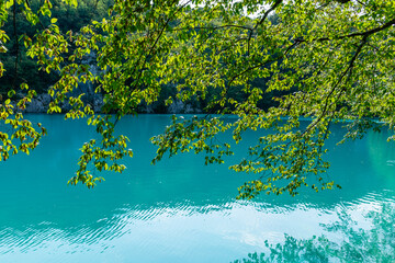 Plitvice lakes in Croatia, beautiful summer landscape with tree branches against turquoise water
