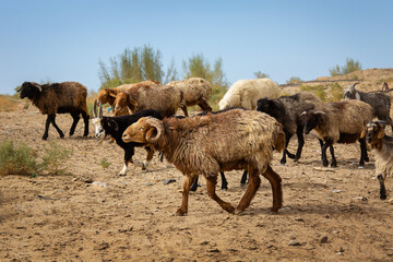 A herd of rams and goats are coming. Uzbekistan - obrazy, fototapety, plakaty