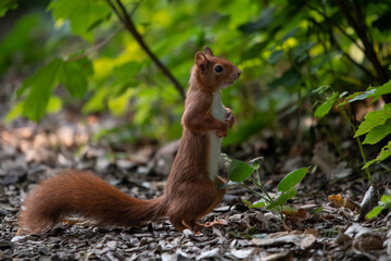 Eichhörnchen im Wald 