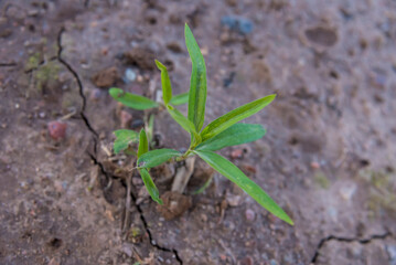 person finishing planting young vegetation in the ground with a metal spoon