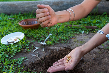 person manipulating seeds to be planted in the ground