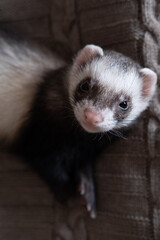 Domestic ferret look up concept. Exotic pet care concept. Isolated on background