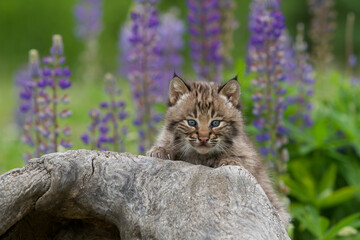 Bobcat Kitten Posing in front of a purple wildflower background