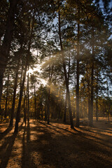 Photo of the interior of a pine forest at sunset with sun rays