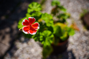 red and yellow flower