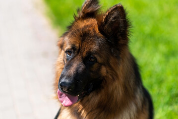 German Shepherd, long-haired, in the city on a leash.