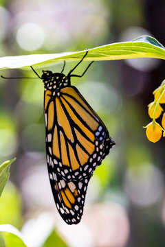 Endangered Monarch Butterfly on a Milkweed leaf